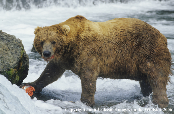 Brown bear eating salmon in habitat. 