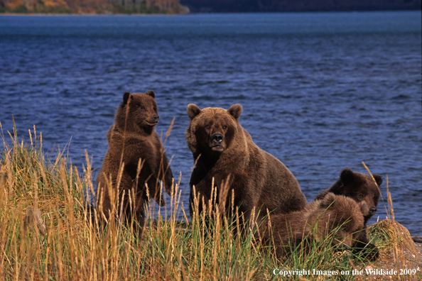 Brown Bear with cubs