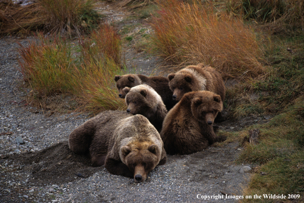 Brown Bear in habitat with cubs