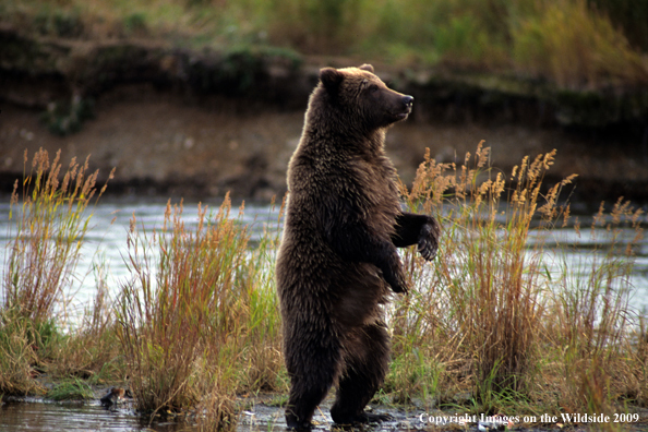 Brown Bear cub in habitat