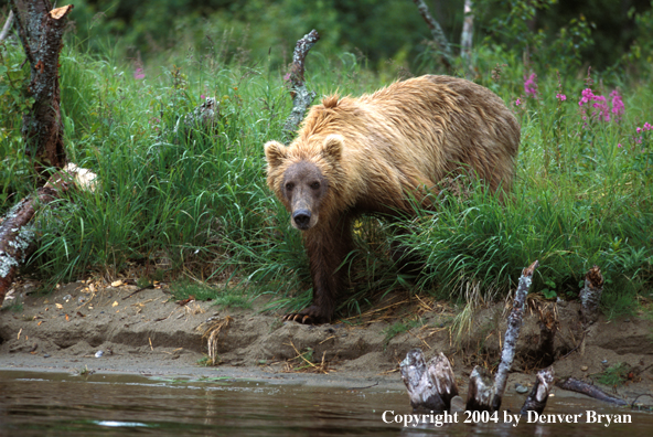 Brown Bear by river