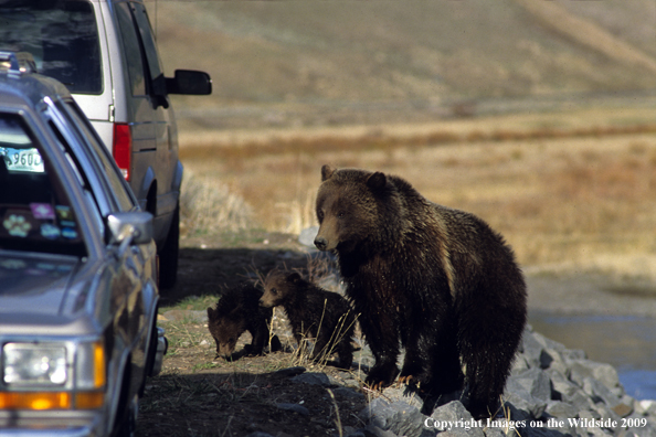 Grizzly bear with cubs