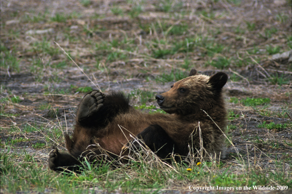 Brown/Grizzly Bear cub scratching