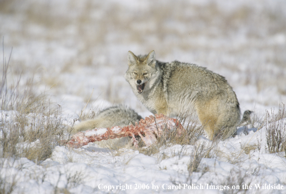 Coyotes feeding on dead carcass.