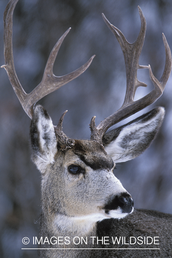 Mule deer in winter.