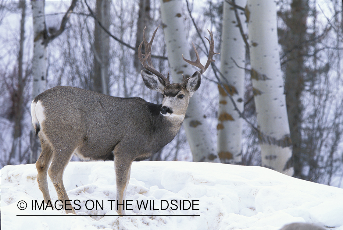 Mule deer in winter.