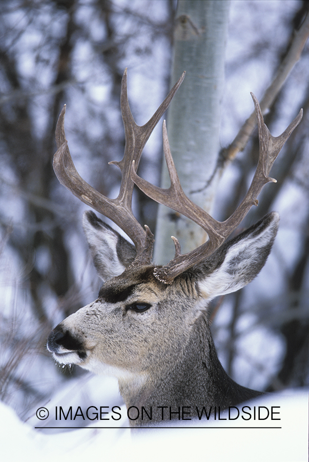 Mule deer bedded down in snow.