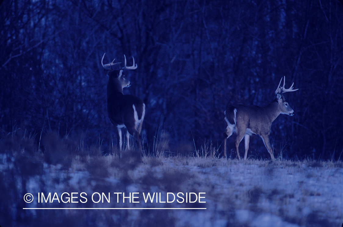 Whitetailed deer in habitat.