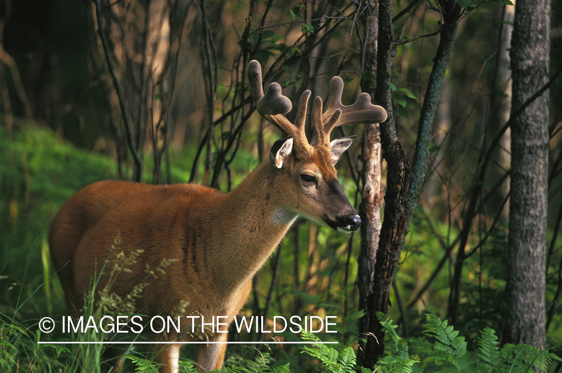 Whitetailed deer in velvet.