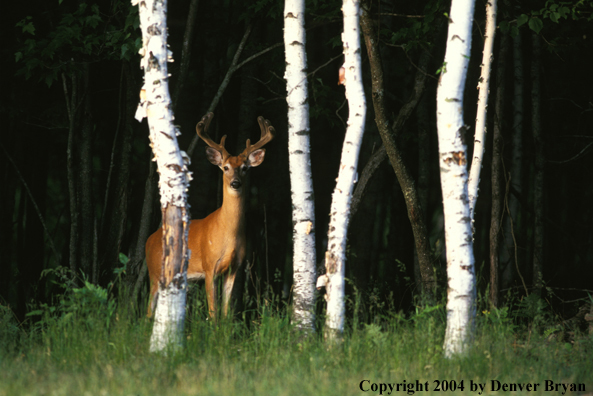 Whitetailed deer in velvet.