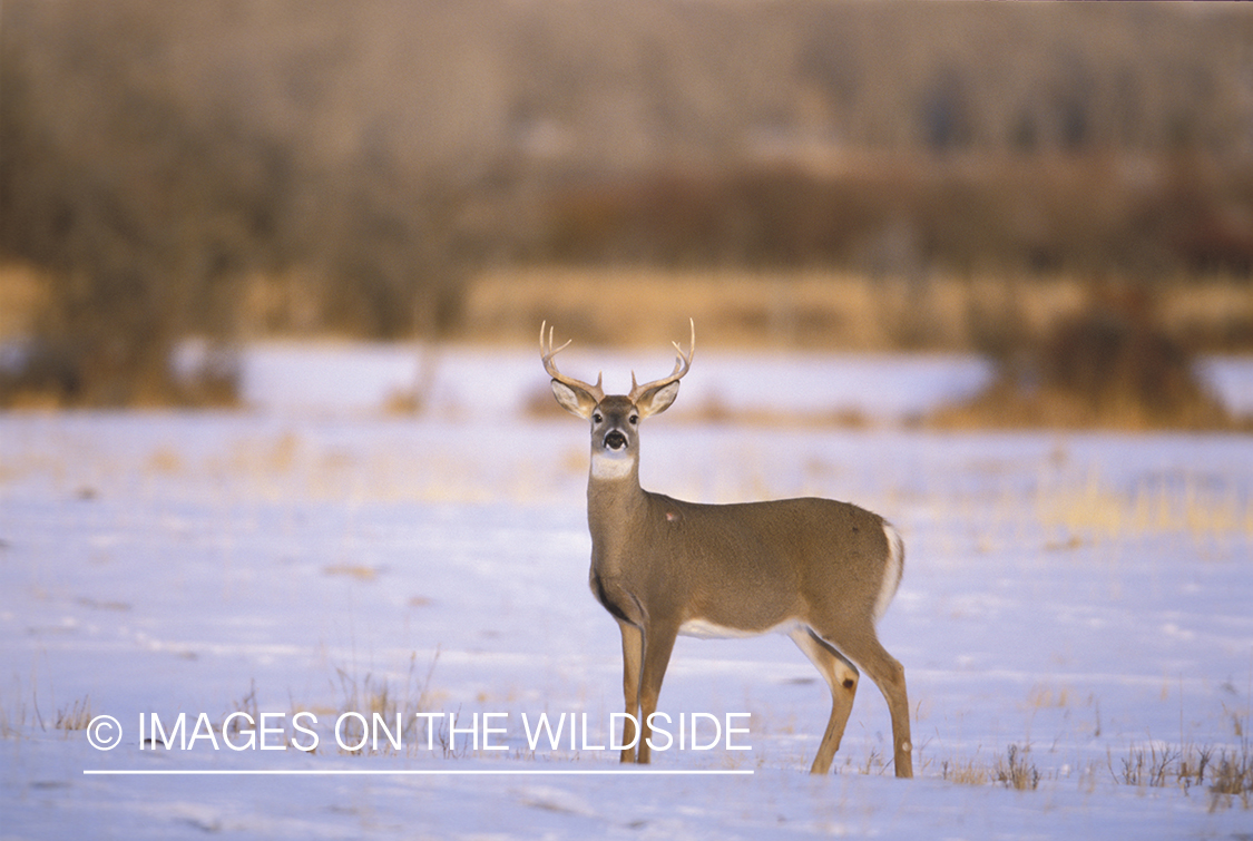 Whitetailed deer in habitat.