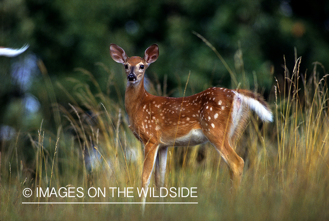 Whitetail Fawn