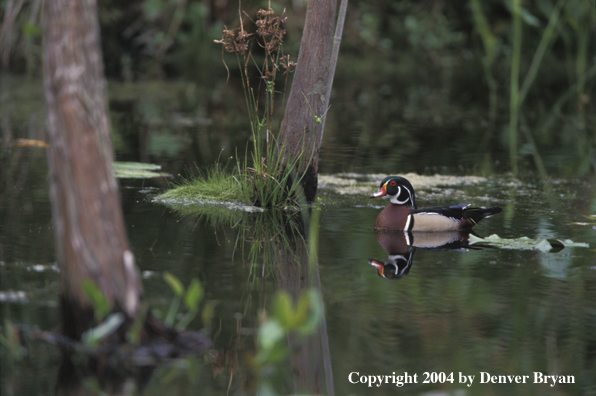 Wood Duck drake on water