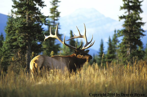 Bull elk in habitat.