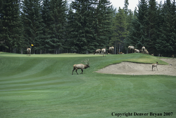 Elk herd on golfing green