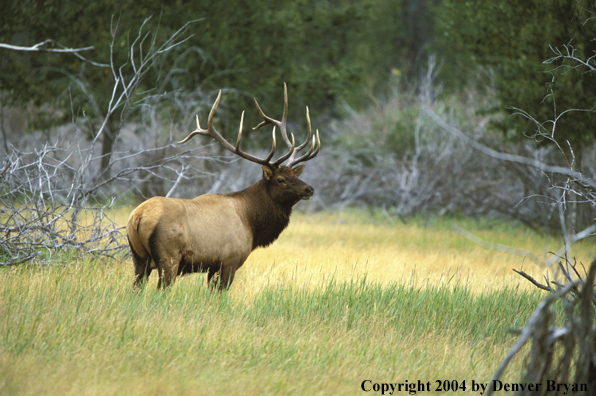 Bull elk in habitat.