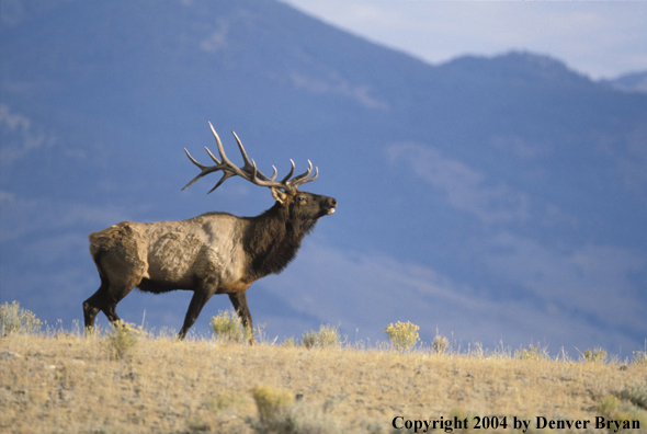 Bull elk bugling.