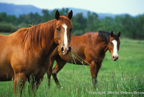 Quarter horses in pasture.