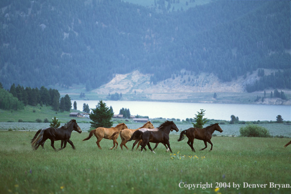 Horse on range.