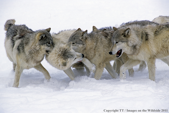 Gray Wolves playing