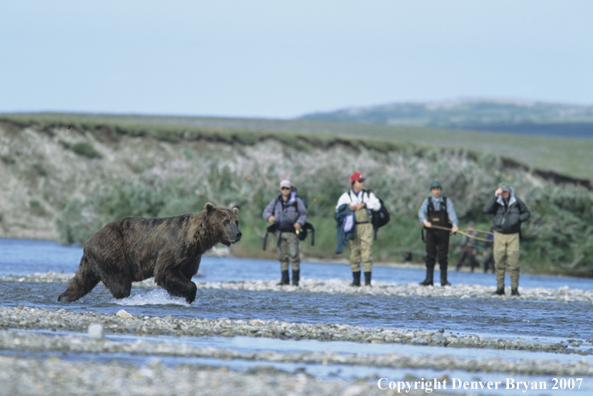 Flyfisherman walking up stream with brown bear in foreground.