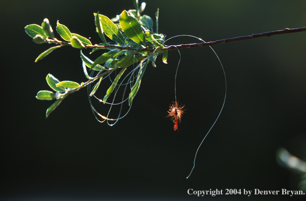 Fly and line caught in tree.