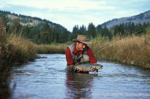 Flyfisherman releasing brown trout.