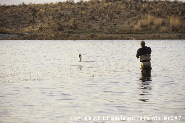 Flyfisherman playing a Rainbow Trout