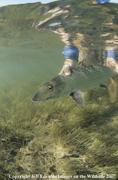 Bonefish underwater