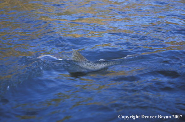 Steelhead in water being landed