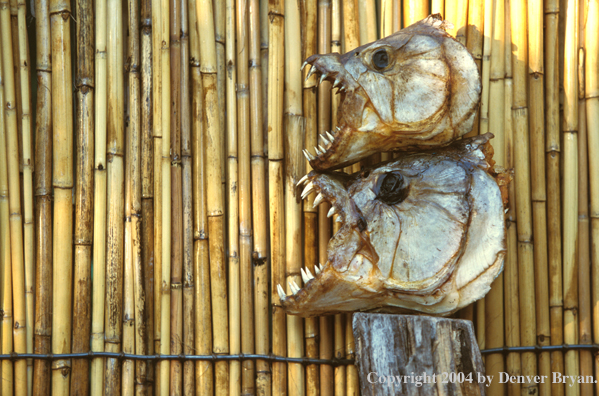 Dried tigerfish heads. 