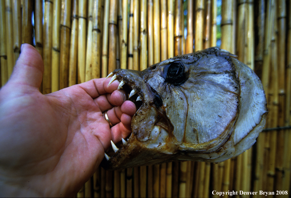 Rotten tigerfish skull