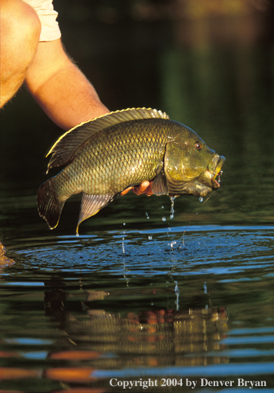 Flyfisherman releasing nembwe. 