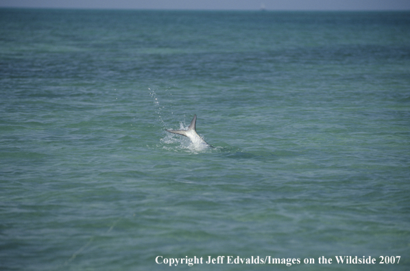 Tarpon