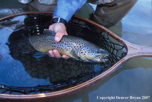 Brown trout om fly.