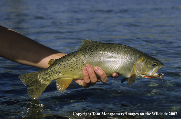 Cutthroat Trout