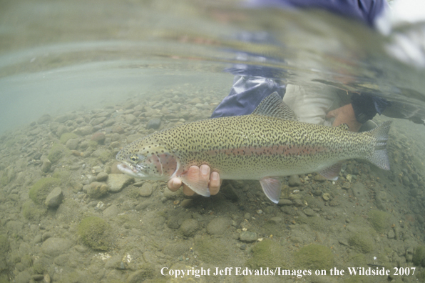 Rainbow Trout