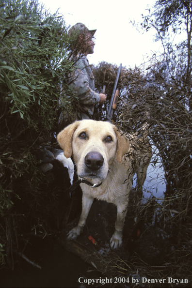 Yellow Lab with waterfowl hunter. 