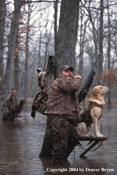 Waterfowl hunters with Labs. 