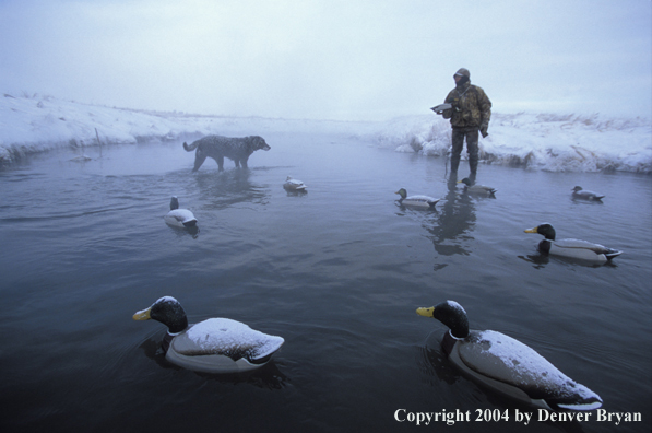 Waterfowl hunter with black Lab setting decoys. 