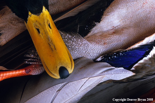 Bagged Mallard Drake