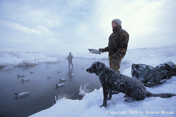 Waterfowl hunters with black Lab setting decoys.