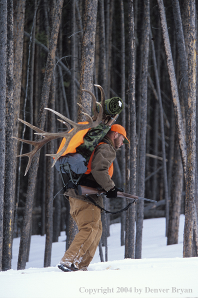 Big game hunter packing elk rack out on snowshoes.