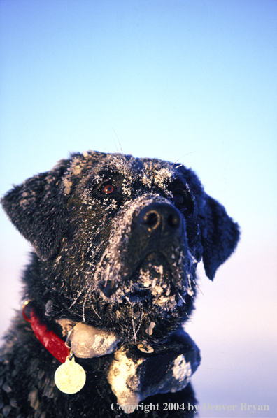 Black Labrador Retriever 