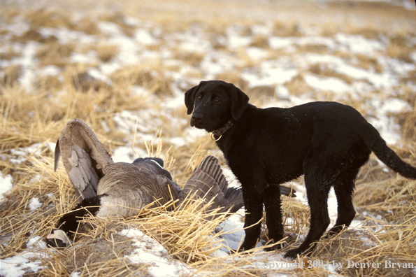 Black Labrador Retriever with Canada goose.