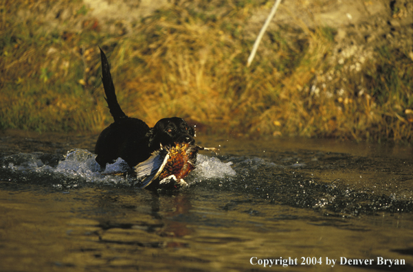 Black Labrador Retriever retrieving a pheasant.