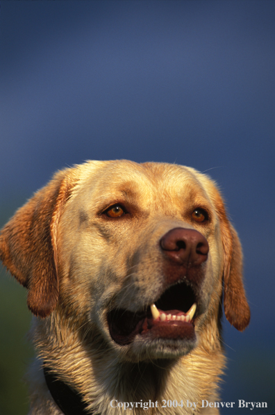 Yellow Labrador Retriever 