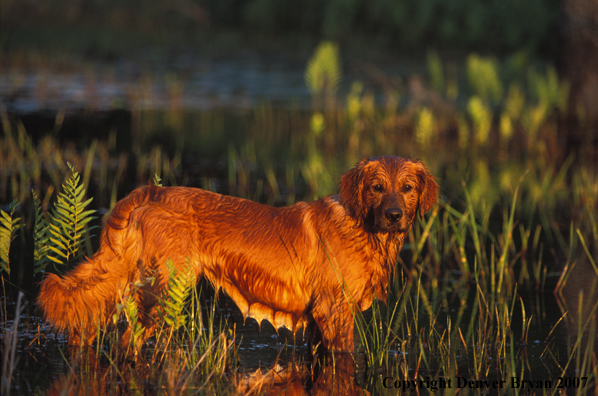 Golden Retriever in water.