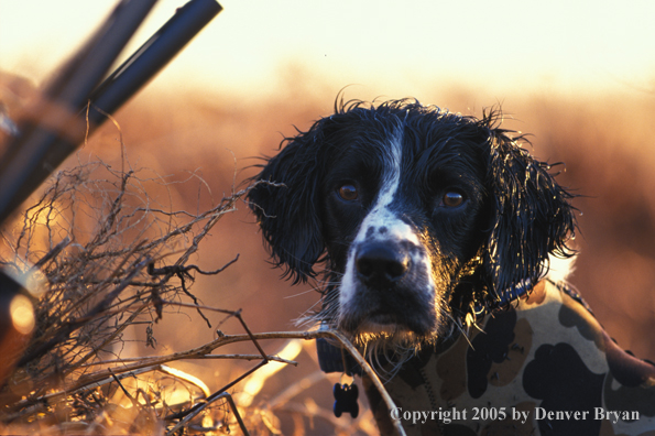 Springer spaniel 