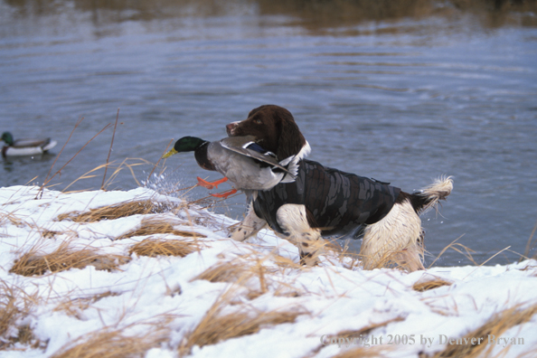 Springer spaniel retrieving downed duck.